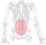 345px-Lumbar_region_in_human_skeleton.svg Pursuit Athletic Performance On Core Strength and Stability
